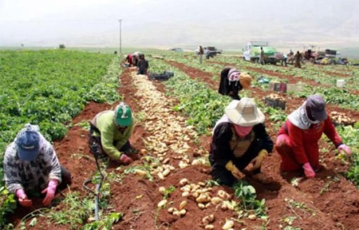 فلسطين | العسيلي: إجراءات حكومية لدعم المزارع الفلسطيني