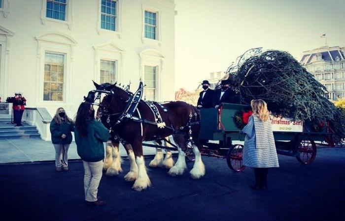 ميلانيا ترامب تستقبل شجرة العيد في البيت الأبيض (فيديو وصور)