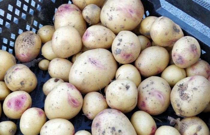 هل البطاطس الخضراء والبنفسجية فعلًا سامة وتؤدي إلى الوفاة؟