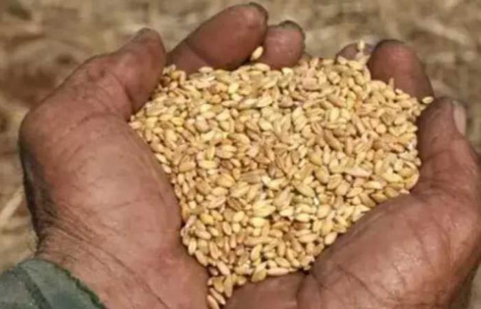 40 ألف طن من القمح اللبناني إلى “السوق”