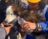 انتشال كلب من تحت الأنقاض بعد 23 يوماً من الزلزال