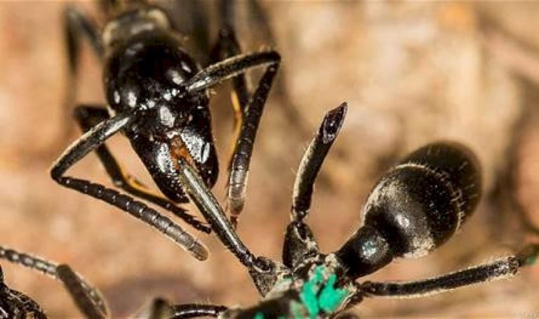 النمل ينتج مضادات حيوية تعالج جروحا قاتلة.. اليكم آخر الدراسات النمل-ينتج-مضادات-حيوية-تعالج-جروحا-قاتلة.-اليكم-آخر-الدراسات