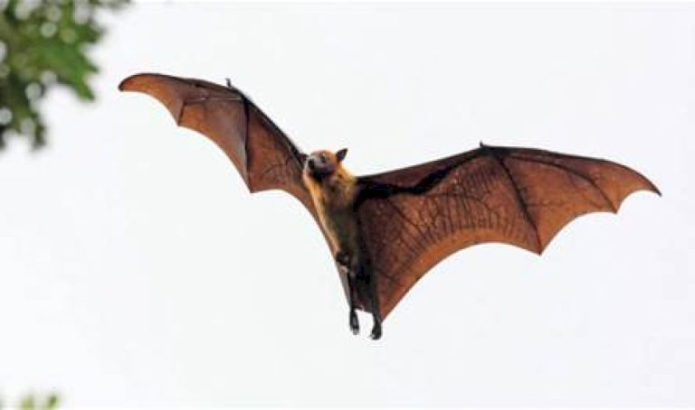 اكتشاف-جديد.-الحمض-النووي-للخفافيش-ربما-قد-يكون-علاجاً-لمرضى-السكري