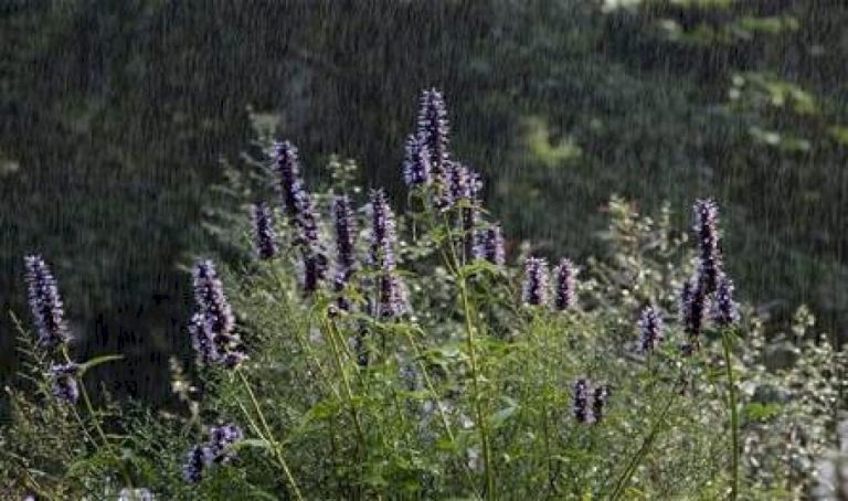 مشروب-للوقاية-من-أمراض-البرد-والقرحة.-ما-هو؟