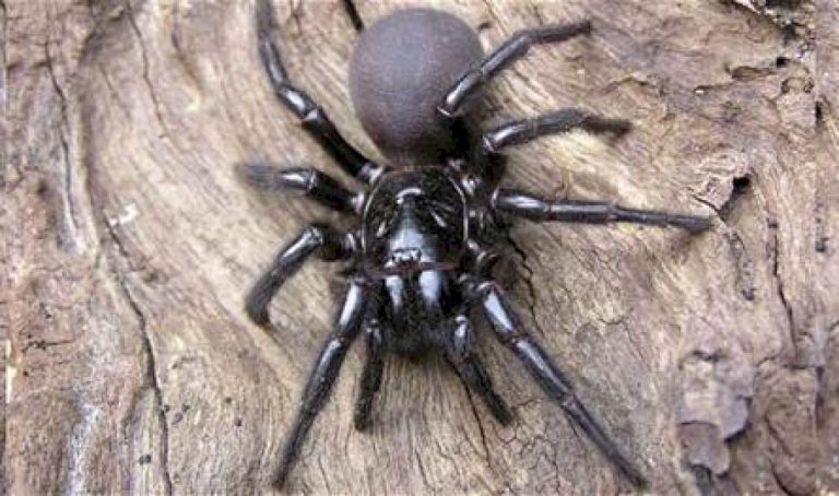 دراسة-جديدة.-سمّ-العنكبوت-يقي-من-النوبات-القلبية!