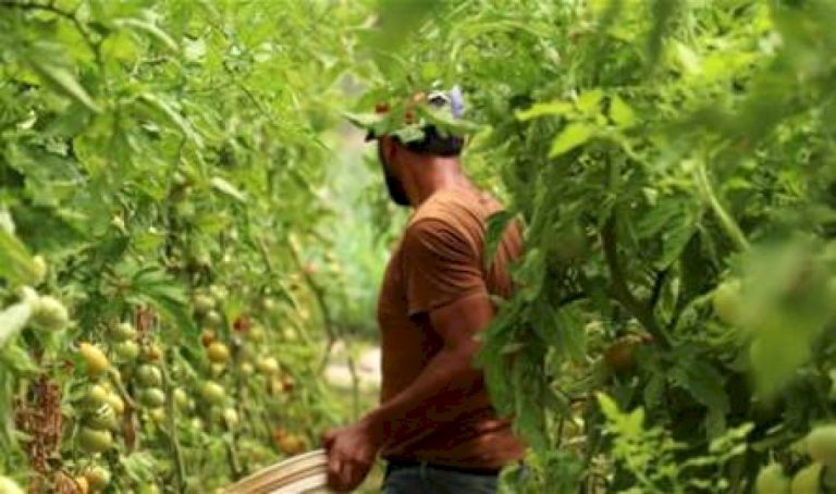 مزروعات بقاعية تروى بمياه الصرف الصحي.. ونسبة السرطان إلى ارتفاع مزروعات-بقاعية-تروى-بمياه-الصرف-الصحي.-ونسبة-السرطان-إلى-ارتفاع