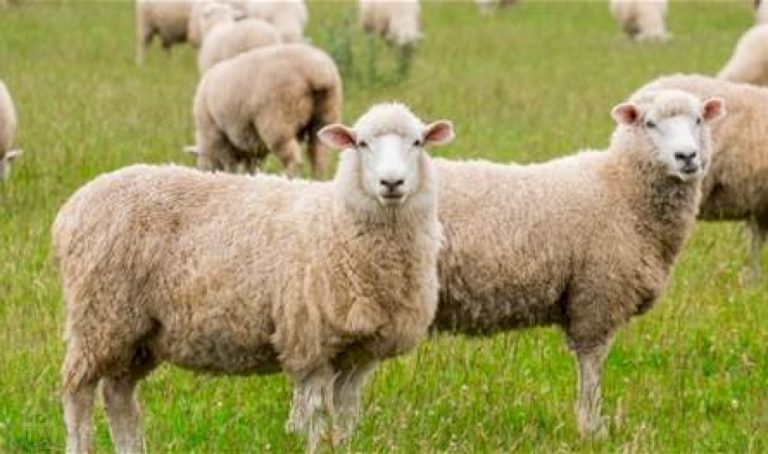 مُنتشر-في-دولة-عربيّة…-ما-هو-مرض-"اللسان-الأزرق"-وهل-هو-خطير-على-الإنسان؟