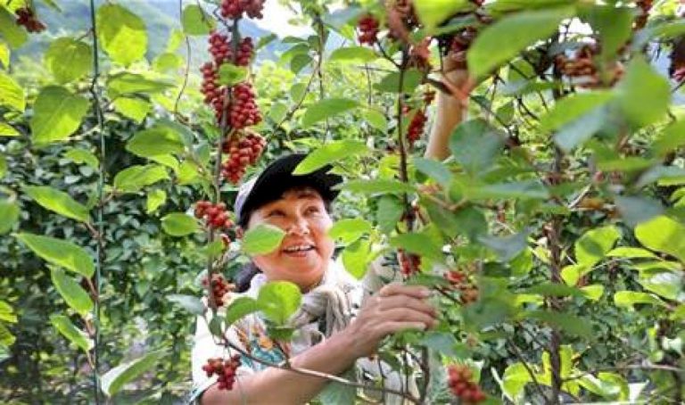 إليكم الخصائص العلاجية لثمار الشزندرة إليكم-الخصائص-العلاجية-لثمار-الشزندرة