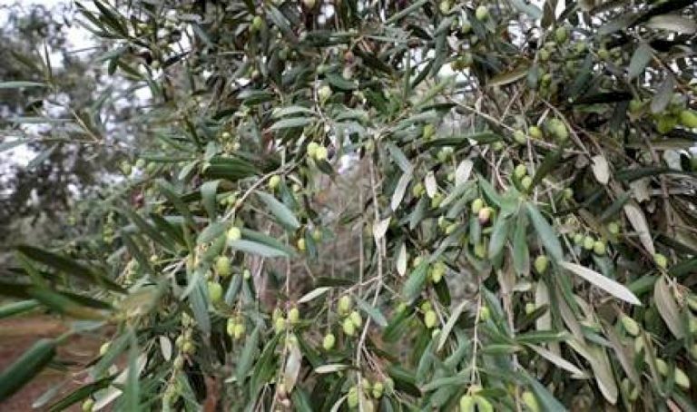 إثبات فعالية أوراق الزيتون ضد مرض خطير إثبات-فعالية-أوراق-الزيتون-ضد-مرض-خطير