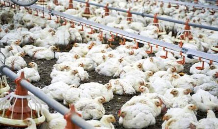 في مصر… "الزراعة" تكشف حقيقة وجود "فيروس نفوق الدواجن" في-مصر…-"الزراعة"-تكشف-حقيقة-وجود-"فيروس-نفوق-الدواجن"