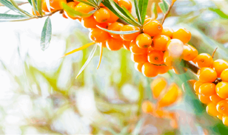 دراسة تكشف.. "توت ذهبي" قد يحد من خطر السكري والسمنة دراسة-تكشف.-"توت-ذهبي"-قد-يحد-من-خطر-السكري-والسمنة