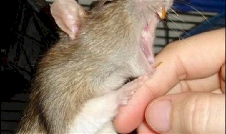 تعرّض-لعضة-فأر-خرج-من-مرحاضه.-فأصيب-بعدوى-خطيرة-هددت-حياته