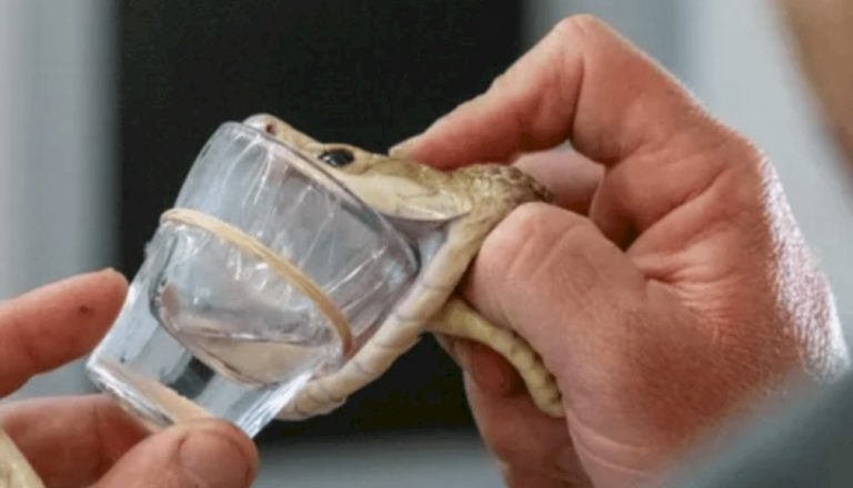 أستراليا.. ثعبان يحقق رقماً قياسياً عبر سُمّ يكفي لقتل المئات أستراليا.-ثعبان-يحقق-رقماً-قياسياً-عبر-سُمّ-يكفي-لقتل-المئات