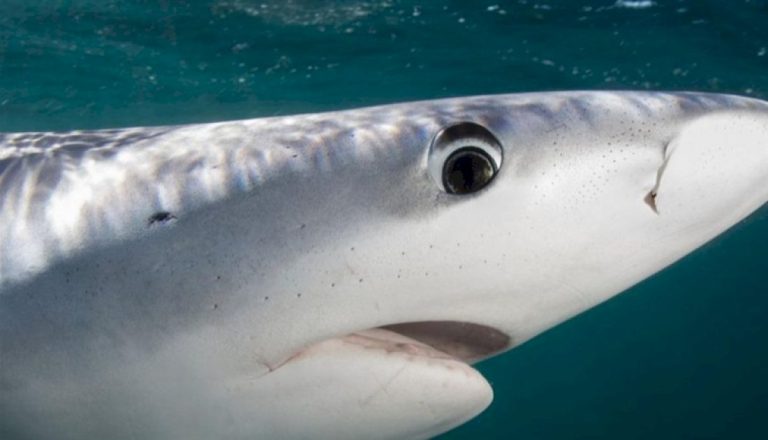 أسماك-قرش-تدمن-المخدرات-قبالة-سواحل-البرازيل