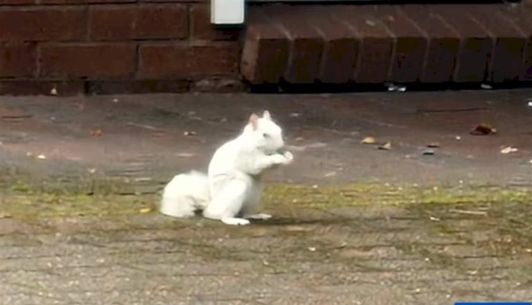 رصد سنجاب أبيض نادر في جنوب ويلز رصد-سنجاب-أبيض-نادر-في-جنوب-ويلز