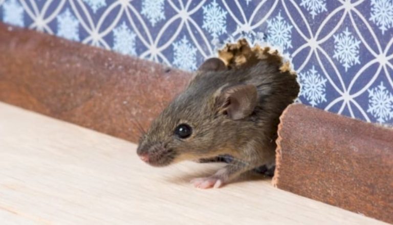 4-وفيات-حتى-الآن.-مرض-من-الفئران-ينتشر-ولا-علاج-له