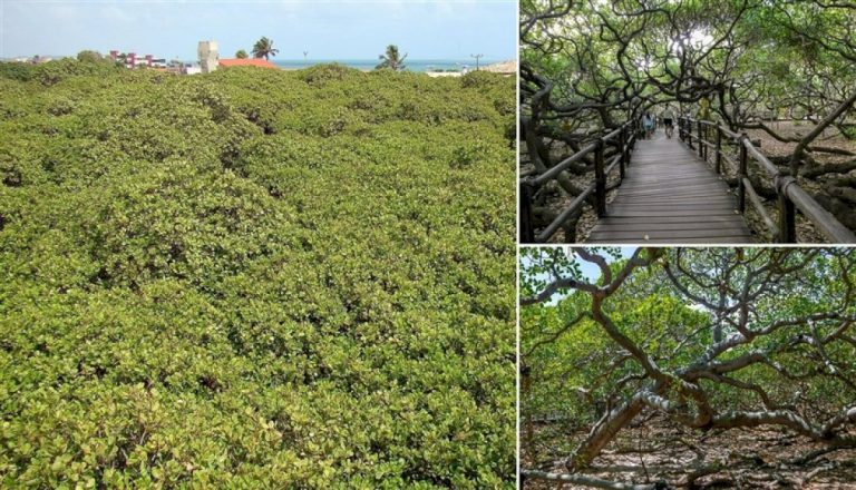 أكبر-شجرة-كاجو-في-العالم-تتحول-إلى-مزار-في-البرازيل