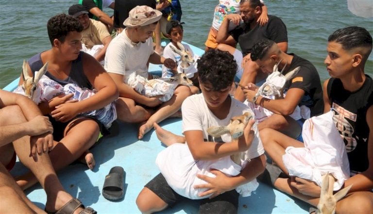 إطلاق غزلان الريم الإفريقي المهدد بالانقراض في جزيرة ليبية إطلاق-غزلان-الريم-الإفريقي-المهدد-بالانقراض-في-جزيرة-ليبية