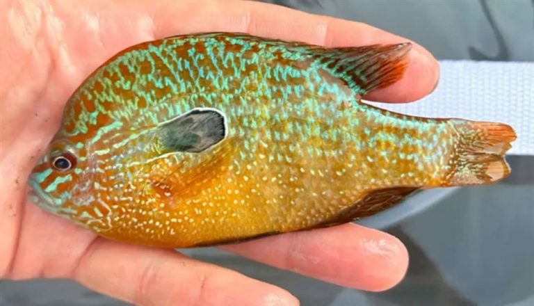 صياد يكتشف نوعاً جديداً من الأسماك صياد-يكتشف-نوعاً-جديداً-من-الأسماك