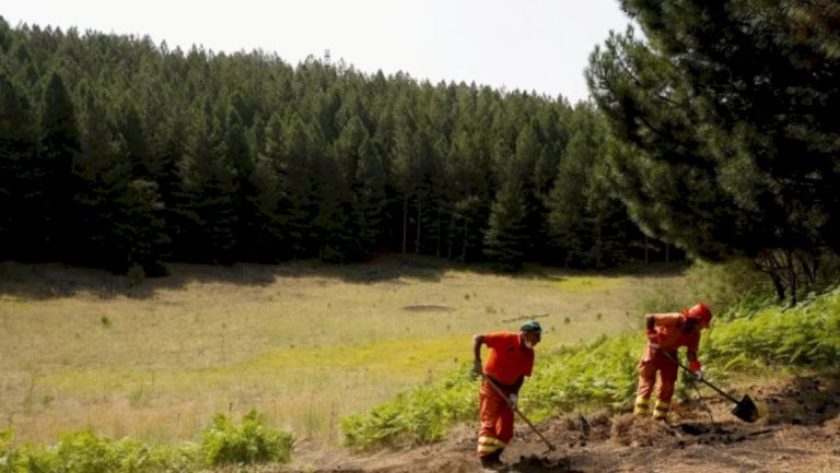 بعد-تكرار-الحوادث.-هولندا-تحذر-من-ذئب-مُحير-في-محمية-طبيعية