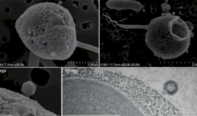 علماء-يكتشفون-أطول-فيروس-معروف-حتى-الآن-بذيل-فريد