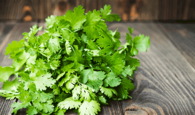 تعرف على أسرار الكزبرة الطبية والغذائية تعرف-على-أسرار-الكزبرة-الطبية-والغذائية