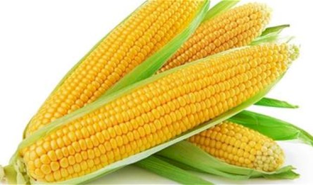 الذرة-بين-الغذاء-والدواء