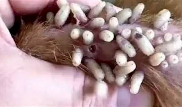 "ذباب-طفيلي-آكل-للحم".-تأكيد-أول-إصابة-بشرية-بداء-"الدودة-الحلزونية"-في-أميركا-فما-هو؟