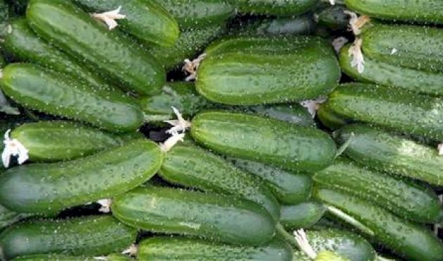 أهمية-الخيار-في-النظام-الغذائي-اليومي