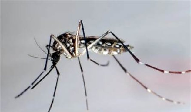 حمى الضنك تتفاقم في بنغلاديش.. وفيات يومية قياسية حمى-الضنك-تتفاقم-في-بنغلاديش.-وفيات-يومية-قياسية