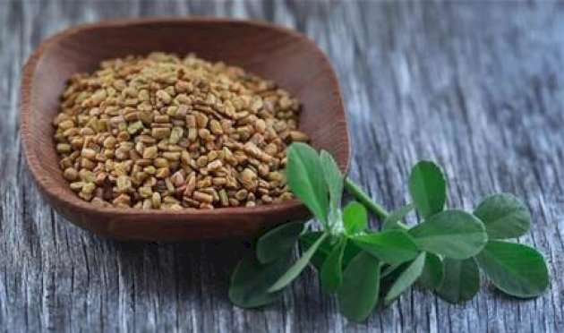 الحلبة.. حبة صغيرة ذات فوائد كبيرة الحلبة.-حبة-صغيرة-ذات-فوائد-كبيرة