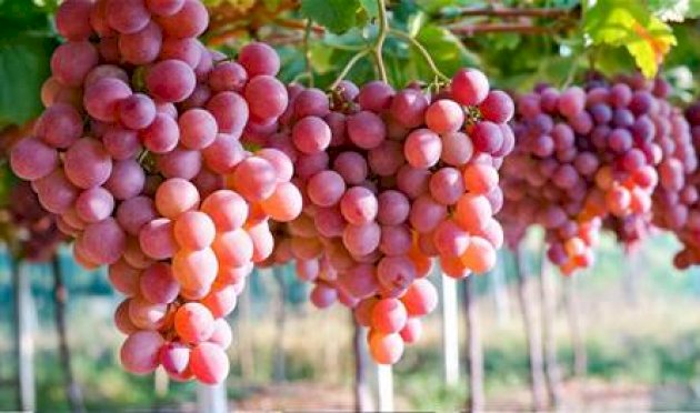 العنب-ودوره-في-تقوية-المناعة