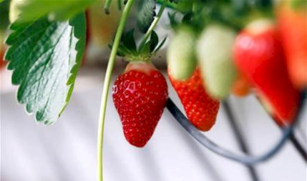 الفراولة-سلاح-طبيعي-ضد-السكري