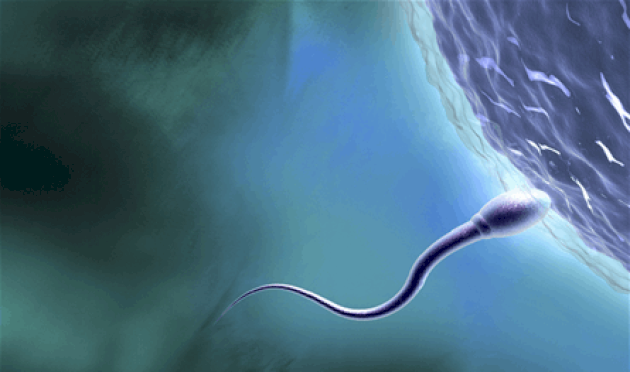 بالأسماء.. هذه المواد الغذائية تعزز خصوبة الرجال بالأسماء.-هذه-المواد-الغذائية-تعزز-خصوبة-الرجال