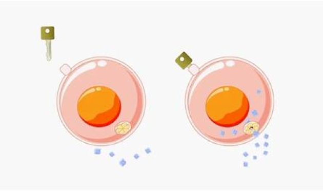 قصة الانسولين.. من البقرة إلى المختبرات قصة-الانسولين.-من-البقرة-إلى-المختبرات