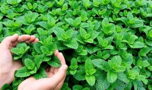 فوائد النعناع للجسم والعقل فوائد-النعناع-للجسم-والعقل