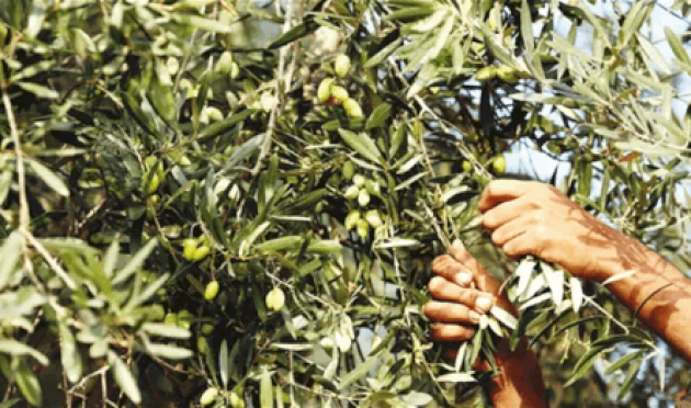 مادة-كيميائية-في-الزيتون-تقي-من-أمراض-الدماغ-والذاكرة