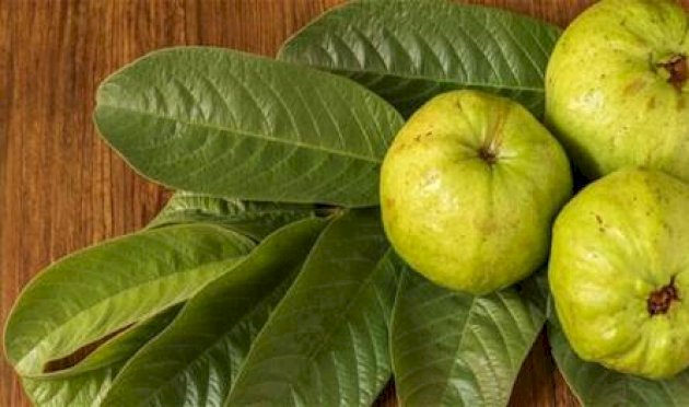 فوائد-مذهلة-ومتعددة-للجوافة…-تعرف-إليها!