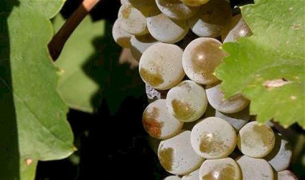 فائدة مهمة جداً للعنب.. إليكم ما كشفته آخر الدراسات فائدة-مهمة-جداً-للعنب.-إليكم-ما-كشفته-آخر-الدراسات