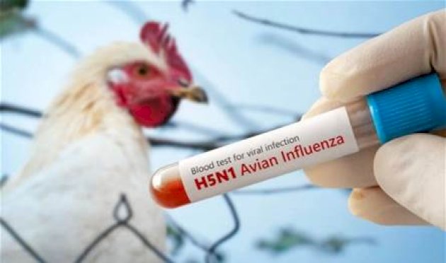 المريض كان مصابا بسلالة "إتش 5 إن 5".. أول وفاة بسلالة نادرة من إنفلونزا الطيور في أميركا المريض-كان-مصابا-بسلالة-"إتش-5-إن-5".-أول-وفاة-بسلالة-نادرة-من-إنفلونزا-الطيور-في-أميركا