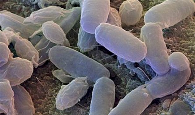 كيف-تؤثر-البكتيريا-المنزلية-على-الصحة؟