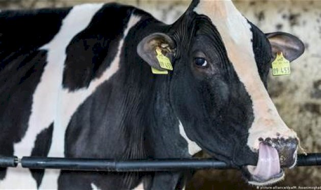 التحقيق جارٍ… رصد أول حالة لفيروس "اللسان الأزرق" بين الأبقار! التحقيق-جارٍ…-رصد-أول-حالة-لفيروس-"اللسان-الأزرق"-بين-الأبقار!