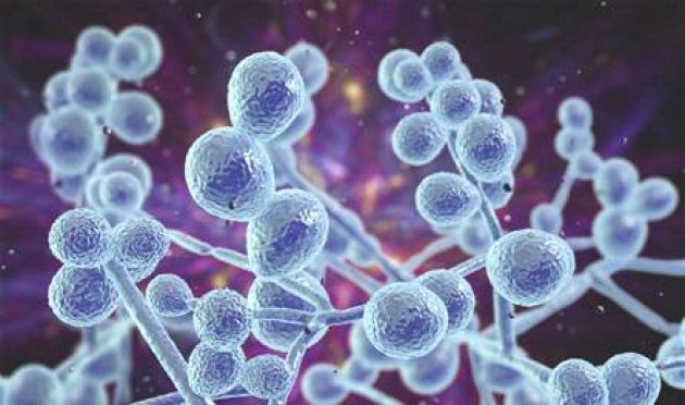 تحذير-عالمي.-فطر-قاتل-مقاوم-للأدوية-يهدد-الصحة-في-61-دولة!