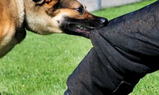 كلاب-ضالة-تدفع-طالبا-تحت-عجلات-حافلة-في-مصر