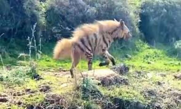 حيوان-مهدد-بالانقراض-في-لبنان!