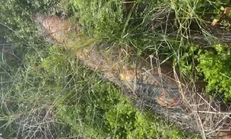 العثور-على-صاروخ-غير-منفجر-في-بيوت-السياد