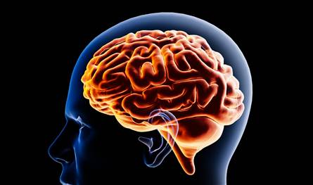 آخر-دراسة-عن-الدماغ.-إليكم-تفاصيلها-المهمة