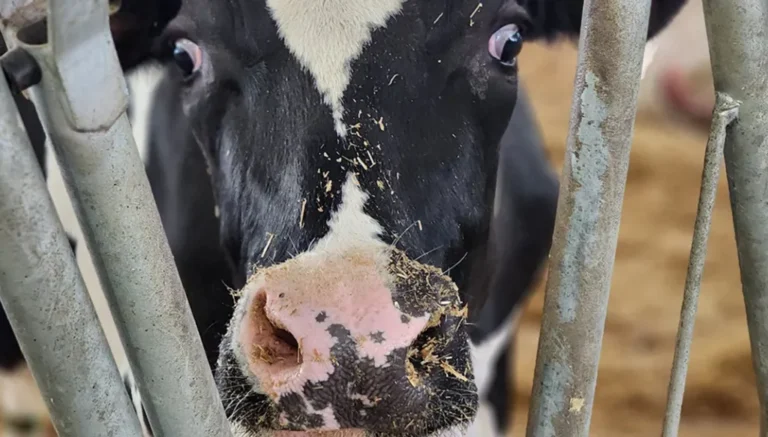 ضبط 74 رأسًا من الأبقار المهرّبة من سوريا Screenshot20260108211433 211505 large