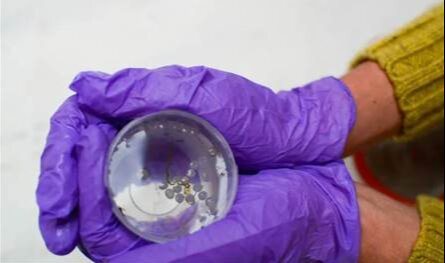 دراسة تكشف مُفاجأة طبية.. العثور على بلاستيك في أنسجة بشرية! دراسة-تكشف-مُفاجأة-طبية.-العثور-على-بلاستيك-في-أنسجة-بشرية!